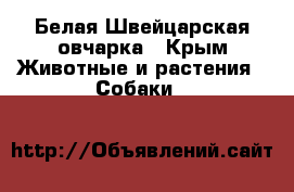 Белая Швейцарская овчарка - Крым Животные и растения » Собаки   